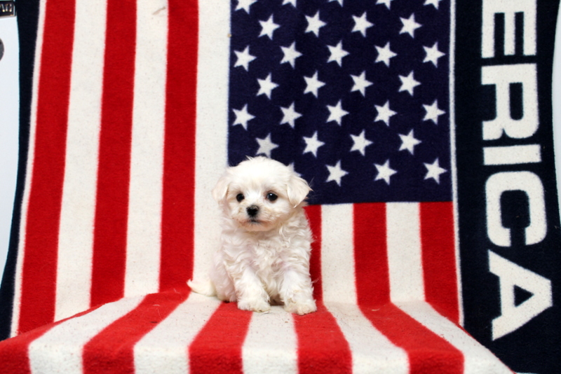puppy, for, sale, Maltese, Matthew B. Stoltzfus, dog, breeder, Gap, PA, dog-breeder, puppy-for-sale, forsale, nearby, find, puppyfind, locator, puppylocator, aca